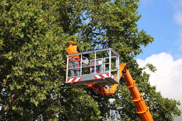 Best Tree Cabling and Bracing  in Panther Valley, NJ